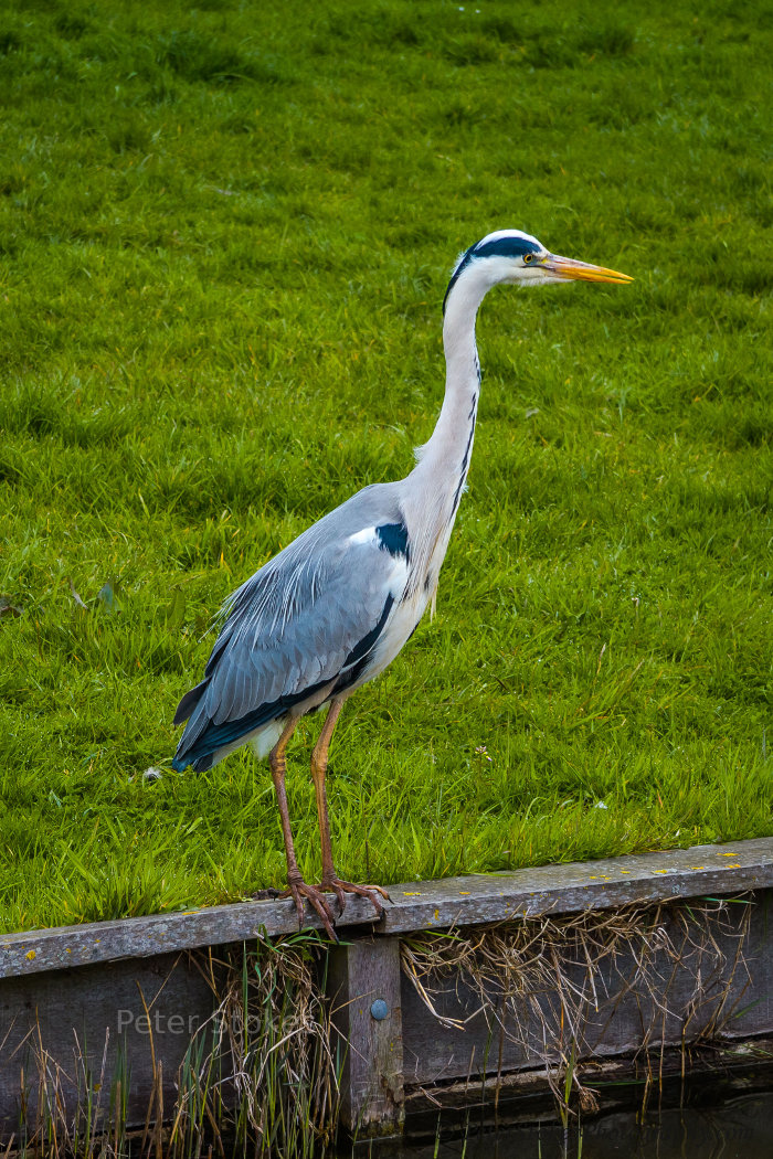 A Grey Heron near Amsterdam