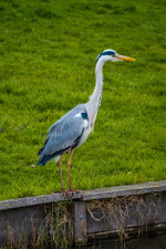 A Grey Heron near Amsterdam