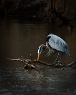 Blue Heron in Lincoln Nebraska