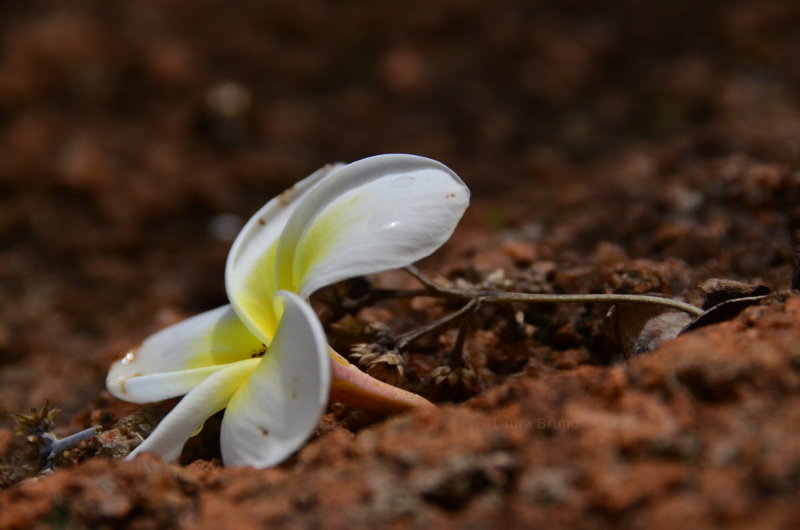 Brazilian flower