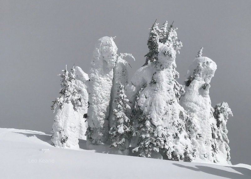 Snow Covered Trees on The Big Mountain