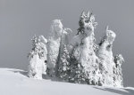 Snow Covered Trees on The Big Mountain