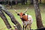 Texas Longhorn cattle in Virginia