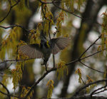 Warbler in Virgina