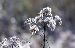 Dried flowers in Minnesota