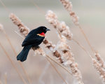 Handsome Red Winged Blackbird in Nebraska.