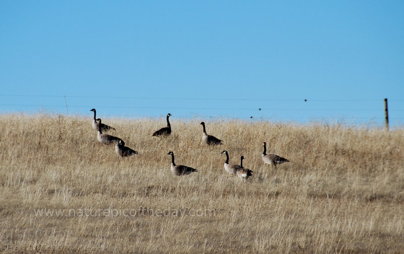 Geese on a hill