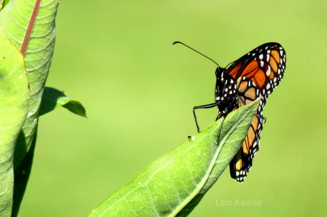 Butterfly in Minnesota!