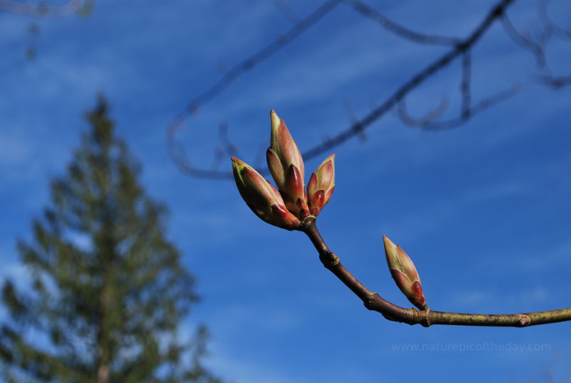 Spring flowers and trees