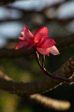 Beautiful pink Brazilian flower