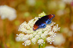 Beautiful Butterfly and flower in Virginia