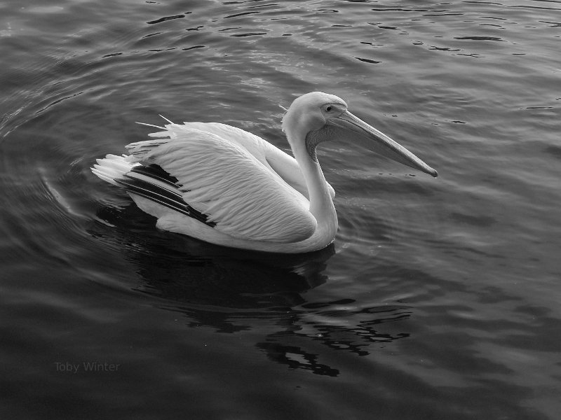 Bird in St. James