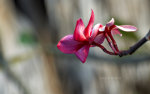 Beautiful Brazilian flower