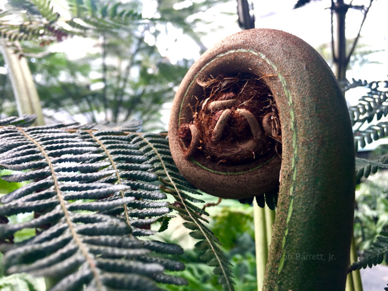 Giant Fern!