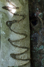 Pretty markings on bark