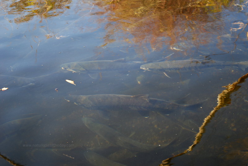 Salmon in Washington