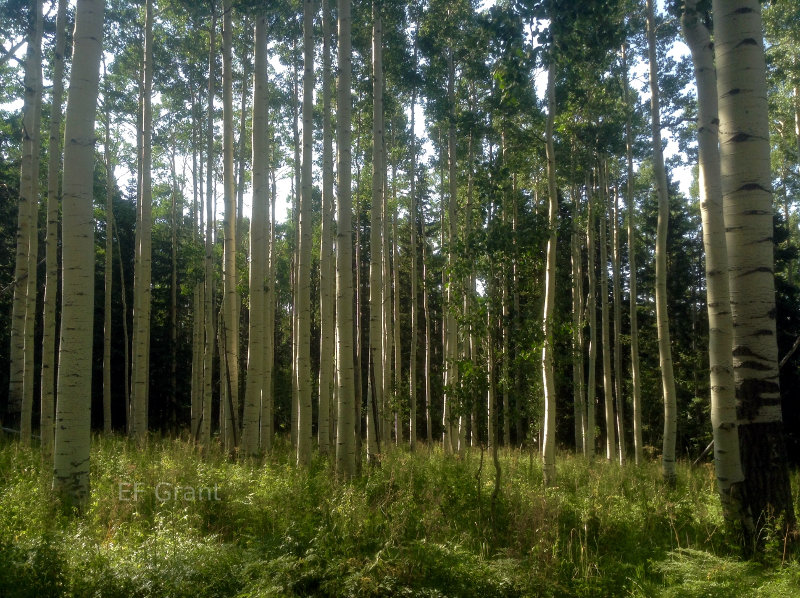 Beautiful grove of Aspen in Ashdown Gorge Wilderness 