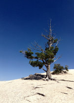 Pine tree in Bryce Canyon National Park