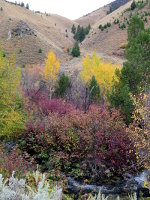 Beautiful fall colors in Idaho