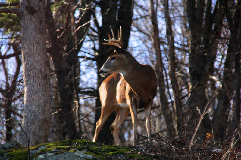 Handsome buck in the Blue Ridge Mountains
