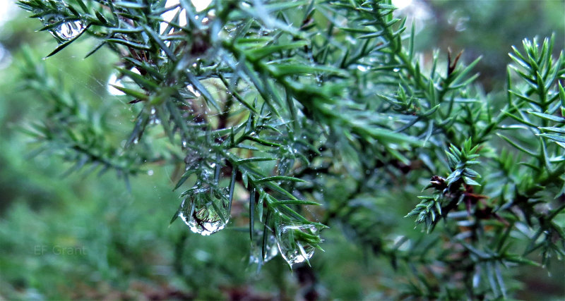 Beautiful water droplets in Indiana