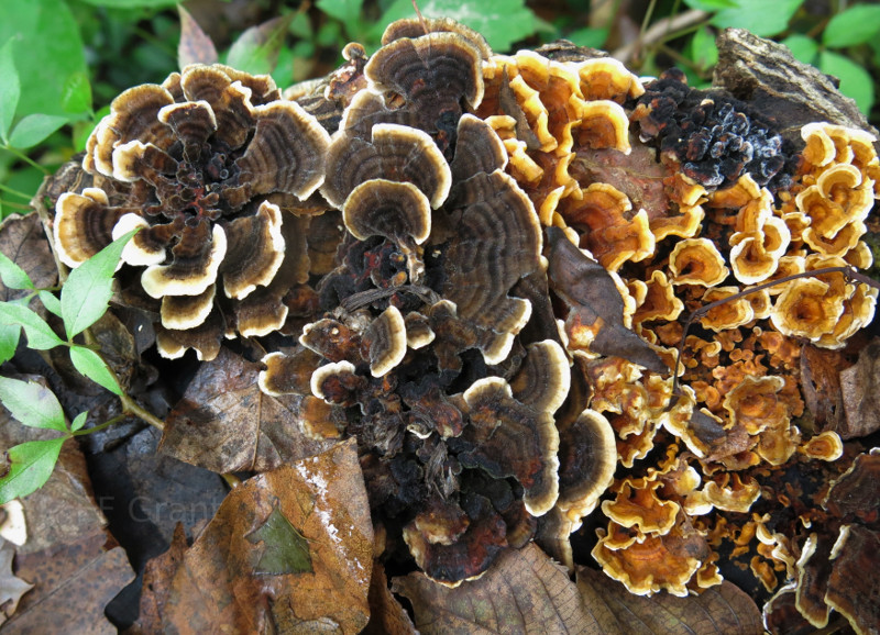 Fungus in Indiana