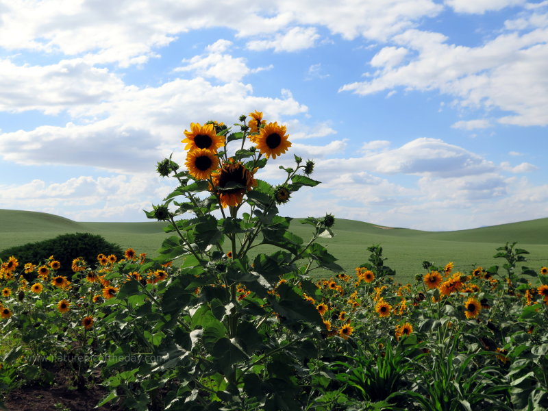 Sunflowers in Idaho