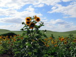 Sunflowers in Idaho