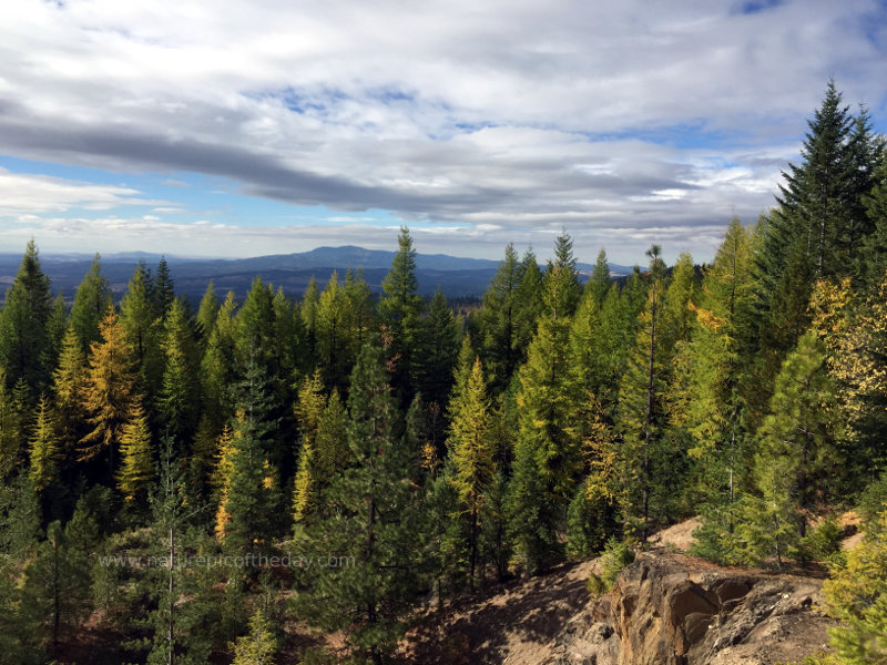 Larch in Idaho