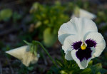 Beautiful Brazilian Flower