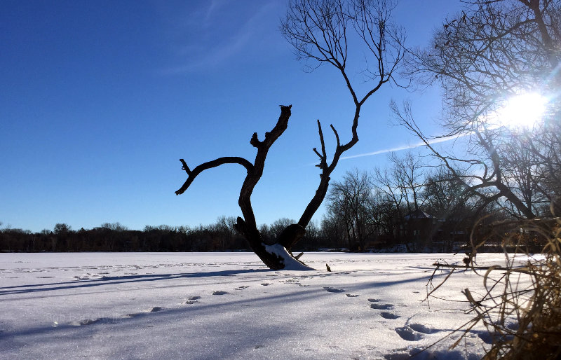 Minnesota tree in lake in winter