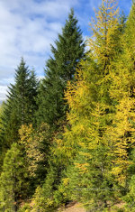 Larch, Tamarack in Idaho