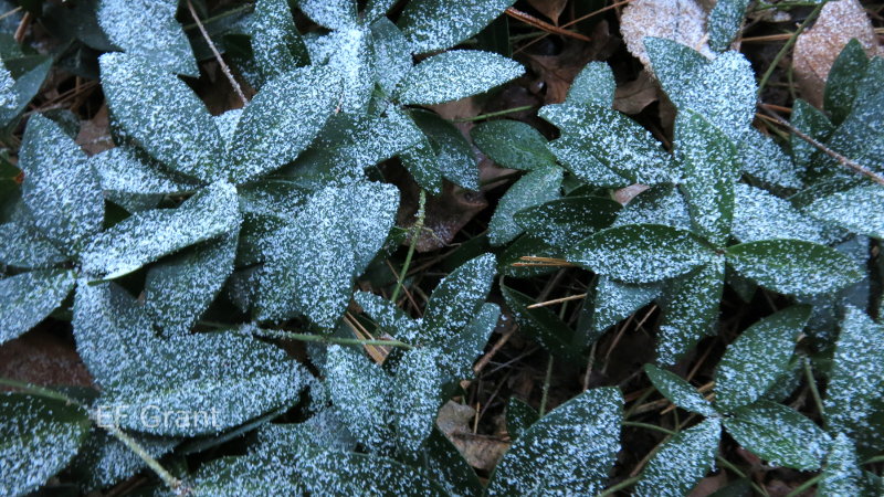 Beautiful myrtle leaves in Indiana