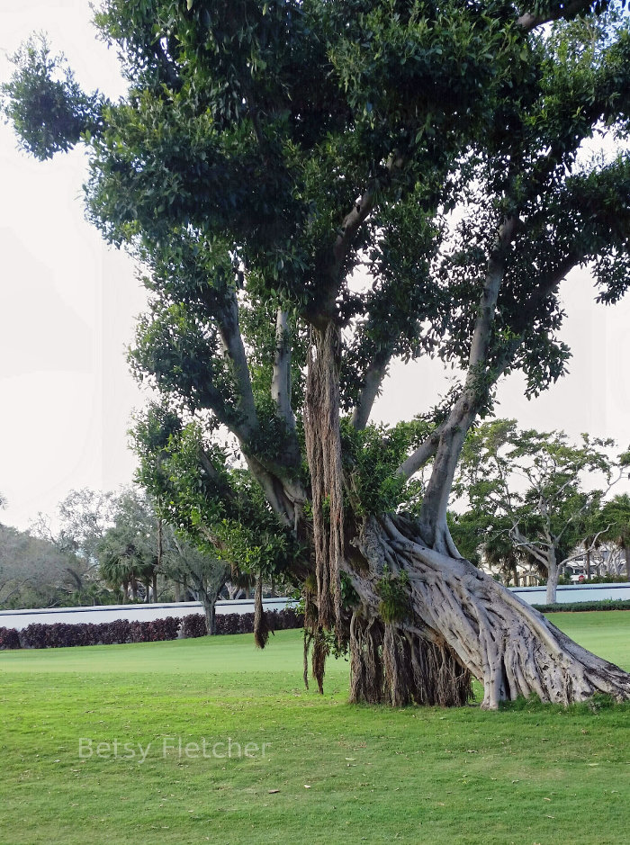 Banyon Tree with visible roots