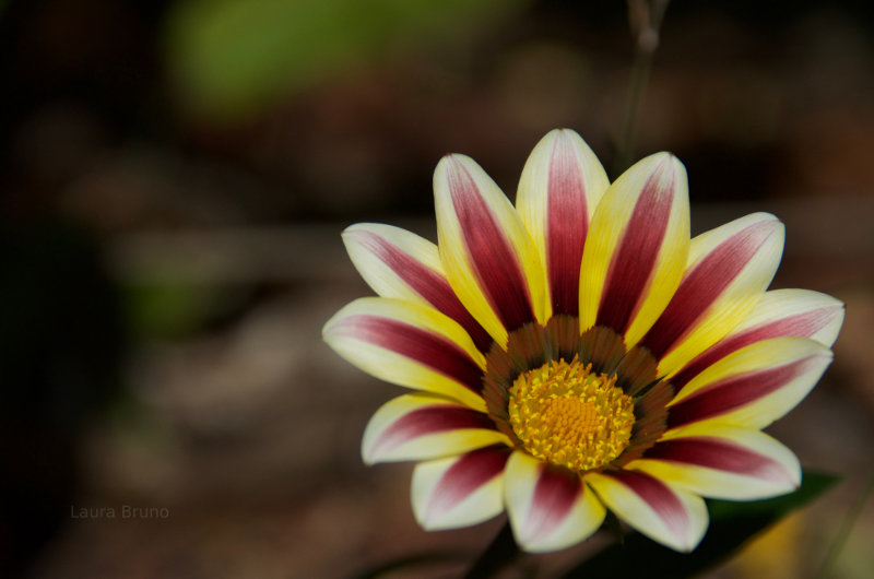 Beautiful Brazilian Flower