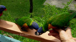 Parrots in Australia