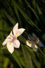 Beautiful Brazilian Flower