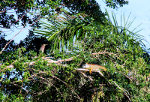 Green Iguana and Green Iguana in Florida