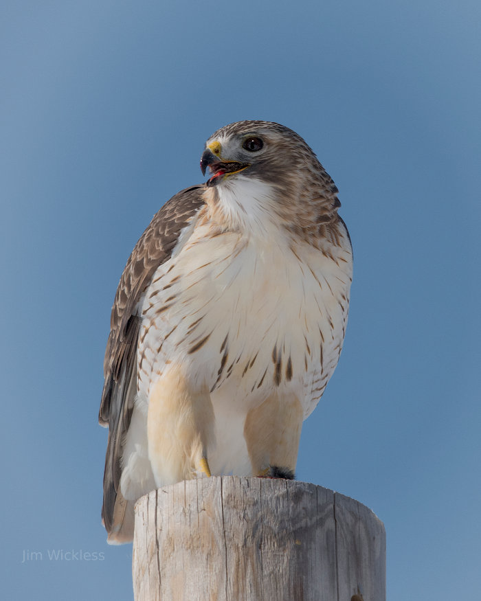 Red Tailed Hawk in Nebraska