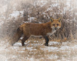 Fox in the wintry mid west.
