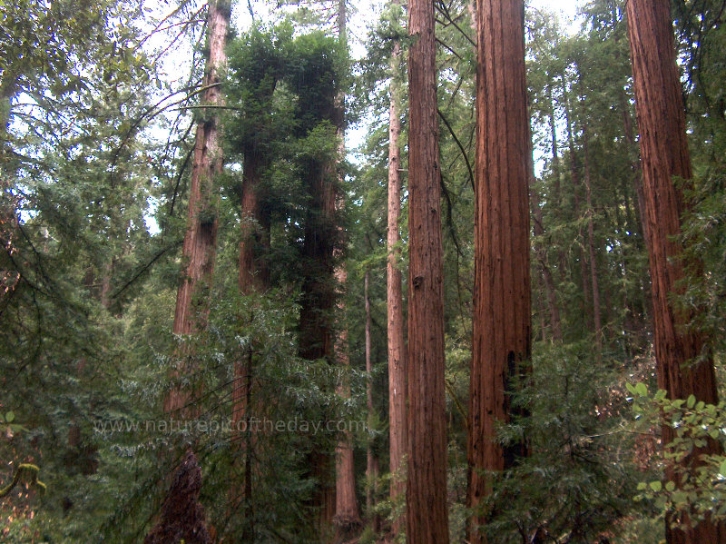 Redwood trees in the Muir Woods