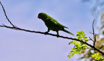 Bird in Brazil