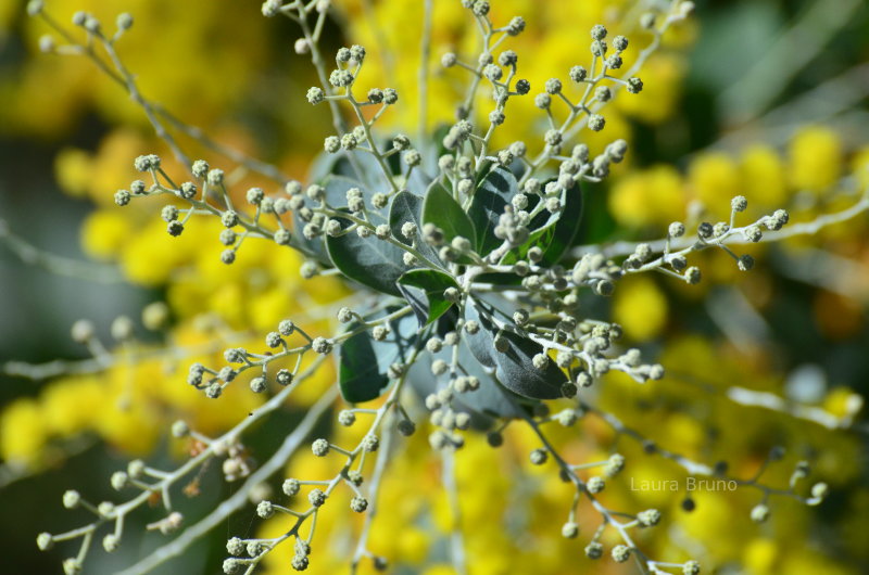 Beautiful yellow flowers in Brazil