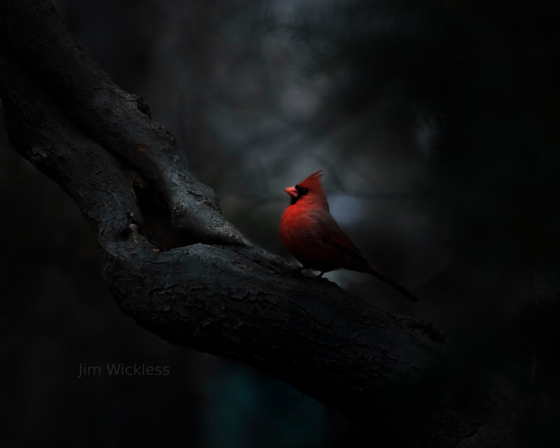 A handsome Cardinal in Lincoln, Nebraska