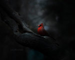 A handsome Cardinal in Lincoln, Nebraska