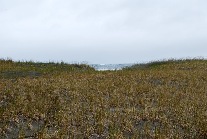 Sand dunes and ocean waves in Washington State