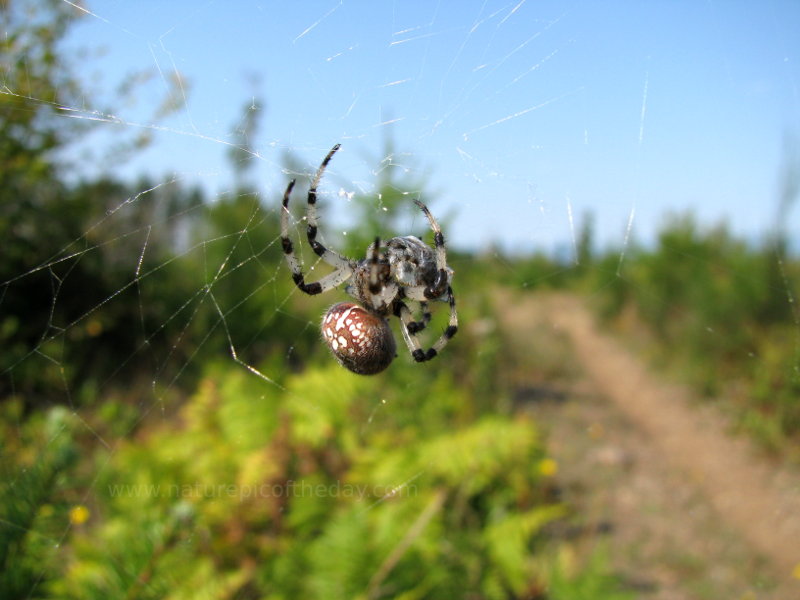 Spider and web.