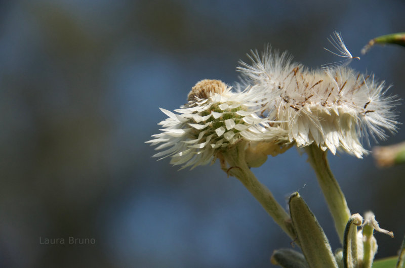 Dandelions in Brazil