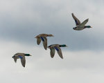 Mallards over Lincoln, Nebraska