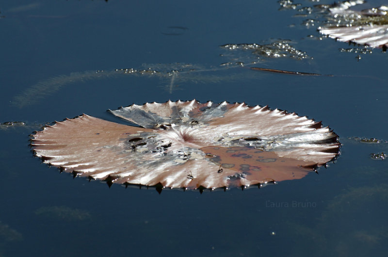 Giant Brazilian lily pad.